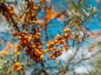 Народні прикмети на 12 серпня. Що цього дня не робили українські дівчата, аби не засидітись у дівках