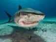 Розвінчання міфів, котрі можуть коштувати життя: Професійна дайверка-науковець розповіла, як рятуватись від акули у відкритому морі (відео)