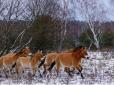 У Чорнобильському заповіднику червонокнижний кінь вельми потішив науковців (відео)