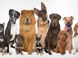 Візьміть на замітку! Ветеринар назвав 5 порід собак, яких не радив би заводити новачкам