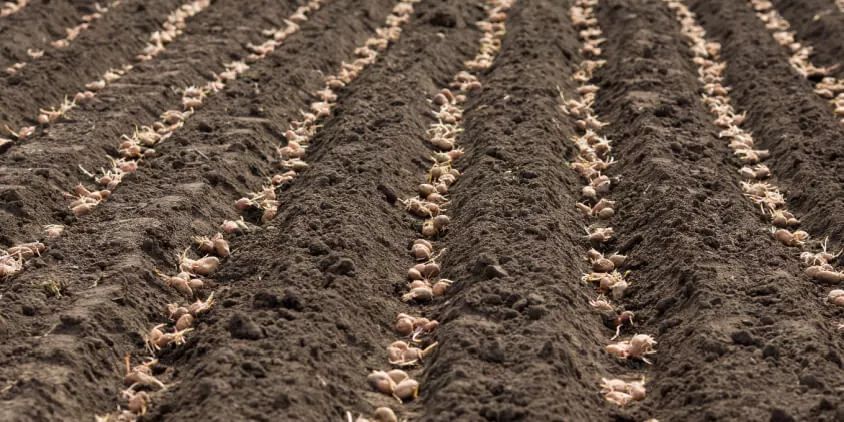 Дачникам на замітку! Як підготувати картоплю до посадки, щоб мати великий врожай