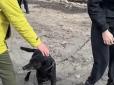 Песик важко переживає втрату: Росіяни убили подружжя у Запоріжжі, улюбленець загиблих не відходить від місця трагедії (відео)