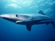 Мають цікаве дозвілля? У крові акул, які мешкають біля Багамських островів, знайшли кокаїн і кофеїн