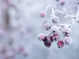 Буде сюрприз! В Україні перед Великоднем вдарять заморозки - синоптики розповіли, чого чекати