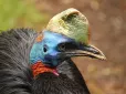 Мають яскравий гребінь: Вчені розкрили секрет найнебезпечніших птахів у світі