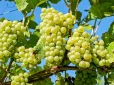 Є ефект! Вчені знайшли зв’язок винограду із тривалістю життя