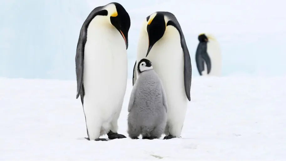 Трагедія через потепління: Тисячі пташенят імператорських пінгвінів загинули через руйнування морського льоду