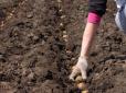 Дачникам на замітку! ТОП-5  помилок при посадці картоплі, які можуть зіпсувати ваш урожай